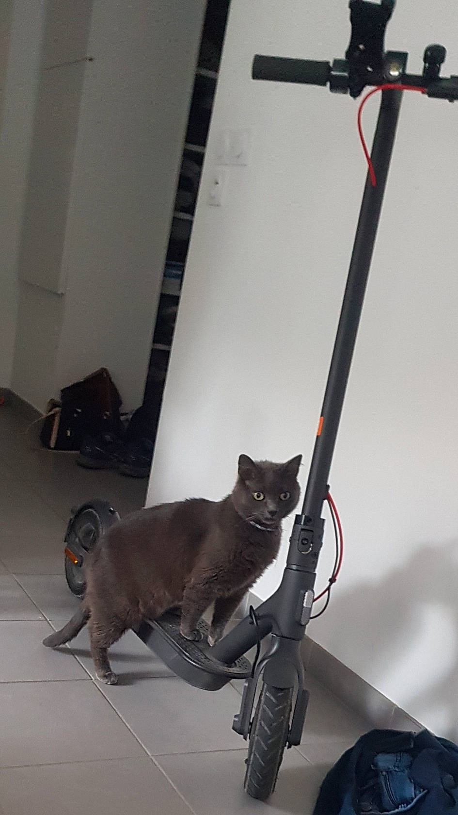 Minou a rejoint le concours — aidez-le/la à gagner de superbes lots ! art, black_cat, camera, canidae, carnivore, cat, dog_breed, domestic_short_haired_cat, felidae, flooring, fur, hardwood, mammal, metal, room, shadow, small_to_medium_sized_cats, tail, whiskers, wood