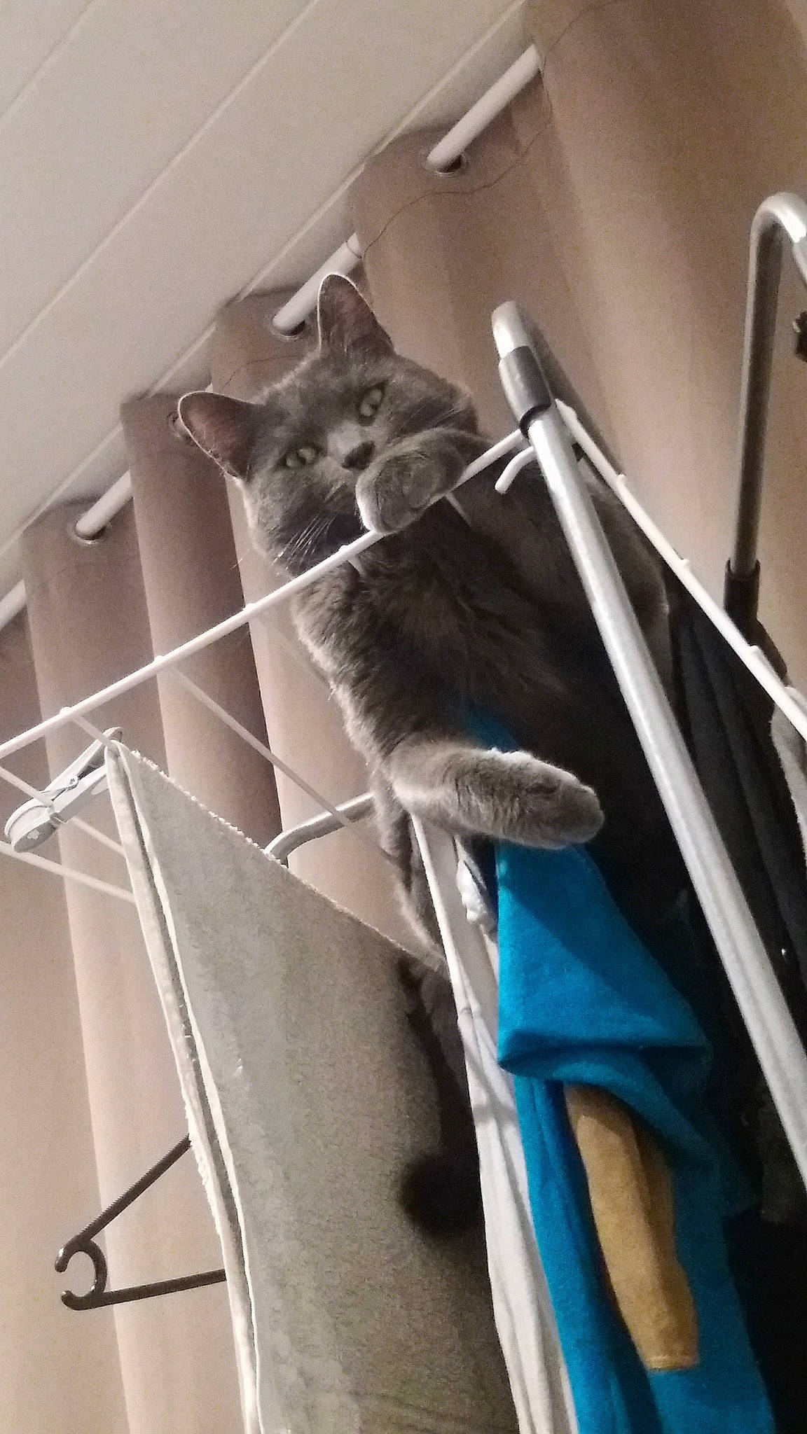 Minou a rejoint le concours — aidez-le/la à gagner de superbes lots ! cat, felidae, ladder, metal, russian_blue, small_to_medium_sized_cats