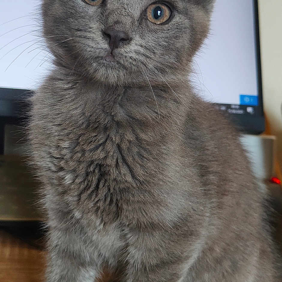 Major a rejoint le concours — aidez-le/la à gagner de superbes lots ! adorable, animal, cat, closeup, curious, cute, domestic_cat, ears, eyes, feline, fur, gray_fur, indoor, kitten, pet, portrait, sitting, whiskers, wooden_surface, young