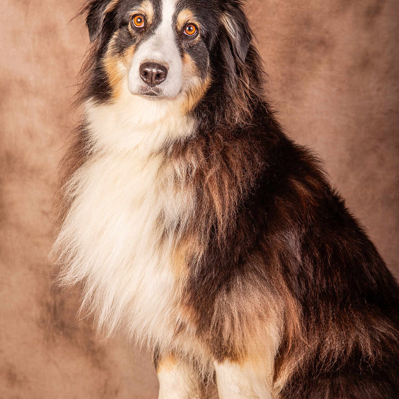 Ripley participe au concours pour gagner de l'argent avec cette photo : animal, australian_shepherd, brown_background, canine, cute, dog, ears, expression, fluffy, fur, indoors, long_hair, looking_at_camera, mammal, nose, pet, portrait, sitting, studio, wooden_crate