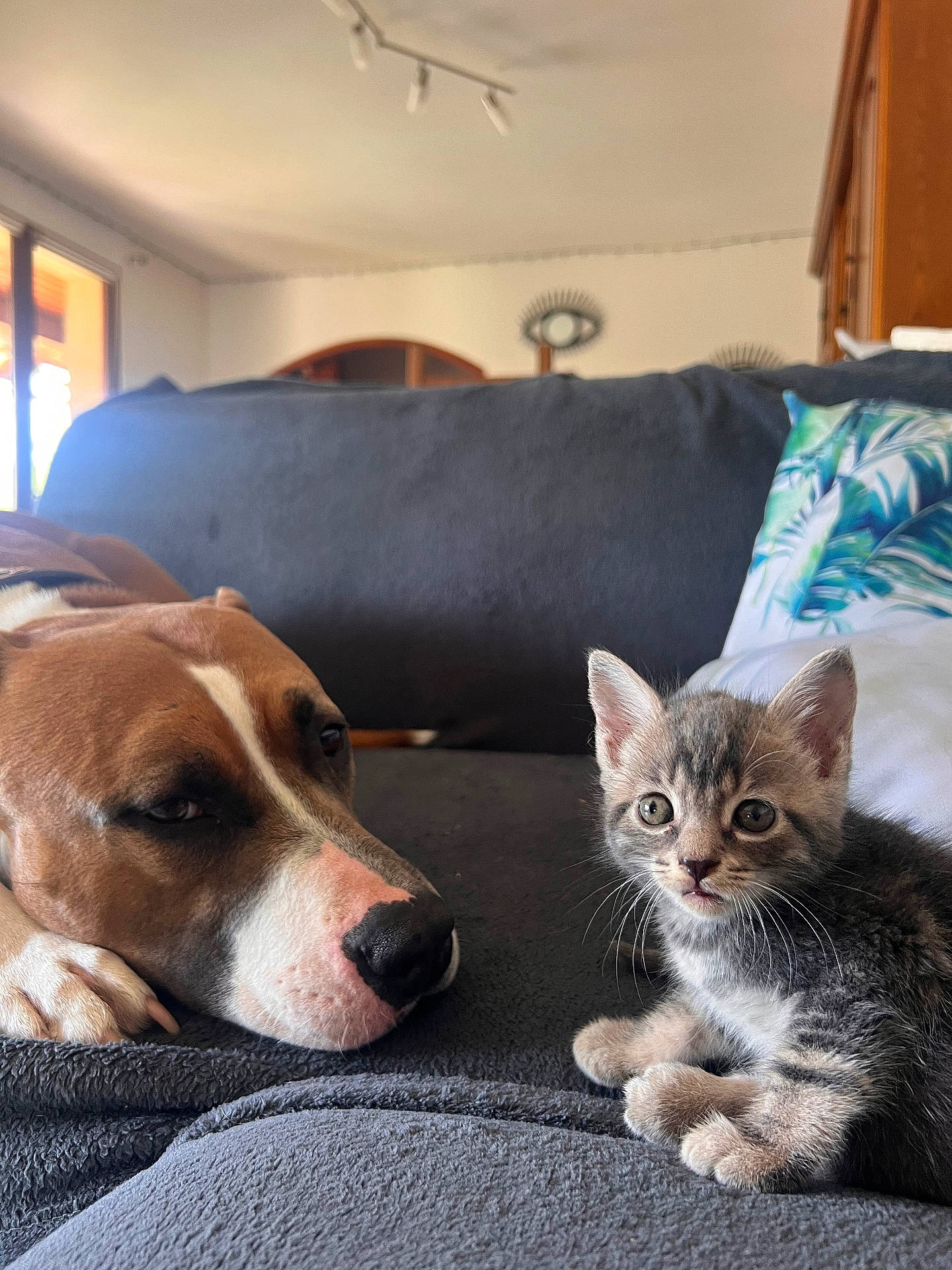 Happy a rejoint le concours — aidez-le/la à gagner de superbes lots ! animal, architecture, bed, blanket, building, canine, cat, couch, cushion, dog, furniture, homedecor, hound, indoors, kitten, linen, livingroom, manx, pet, room