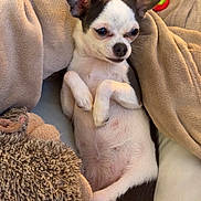 Queen a rejoint le concours — aidez-le/la à gagner de superbes lots ! animal, blanket, canine, chihuahua, comfort, couch, cozy, cute, dog, ears, fur, home, indoor, pet, plush_toy, relaxed, resting, small_dog, snuggled, white_and_black