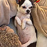 animal, blanket, canine, chihuahua, comfort, couch, cozy, cute, dog, ears, fur, home, indoor, pet, plush_toy, relaxed, resting, small_dog, snuggled, white_and_black