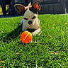 Queen participe au concours pour gagner de l'argent avec cette photo : animal, backyard, canine, chihuahua, cute, daytime, dog, focus, grass, greenery, nature, orange_ball, outdoor, pet, pet_toy, playing, relaxing, small_dog, sunlight, sunny