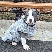Chulo is registered to the contest to win money with this photo: puppy, dog, sweater, blue_eyes, sitting, park_bench, outdoor, pavement, fall, leaves, grass, cute, pet, animal, young, fur, canine, portrait, cozy, looking