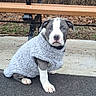 puppy, dog, sweater, blue_eyes, sitting, park_bench, outdoor, pavement, fall, leaves, grass, cute, pet, animal, young, fur, canine, portrait, cozy, looking
