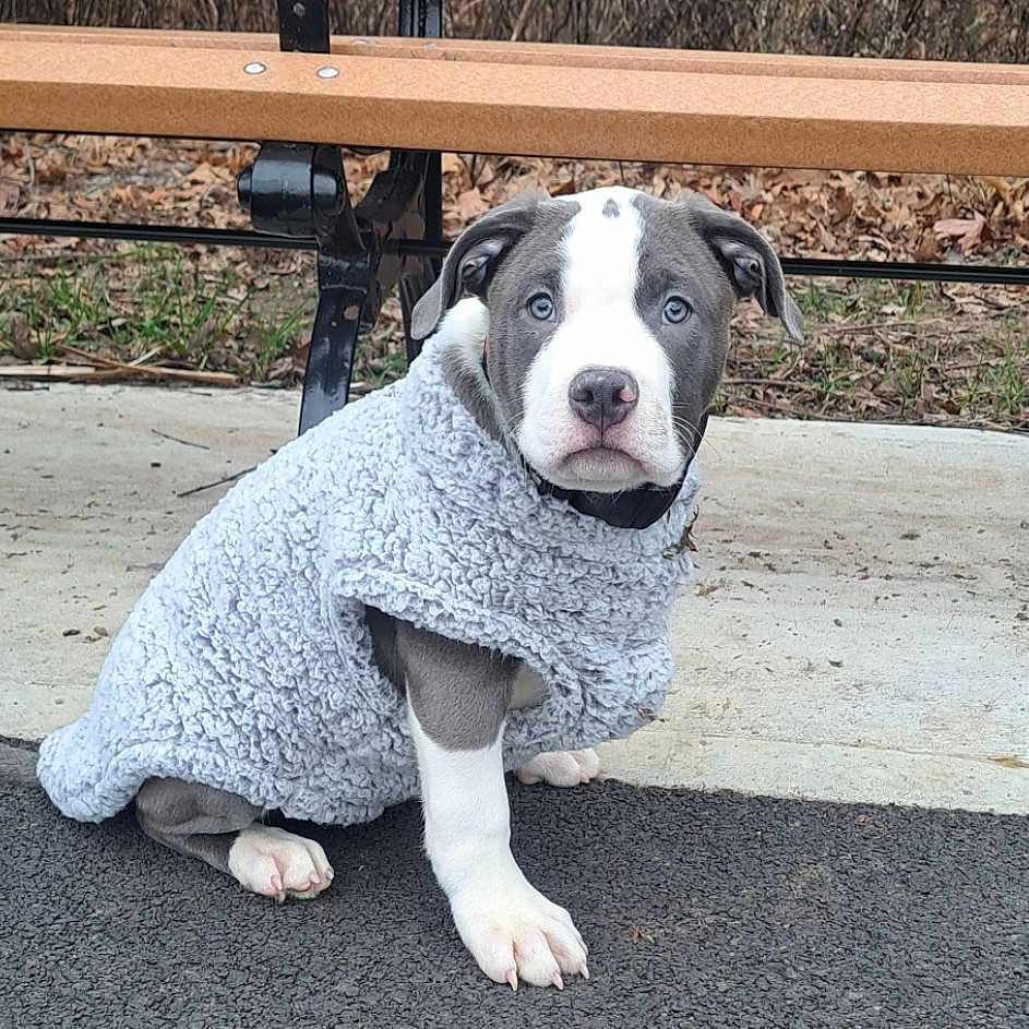 Chulo