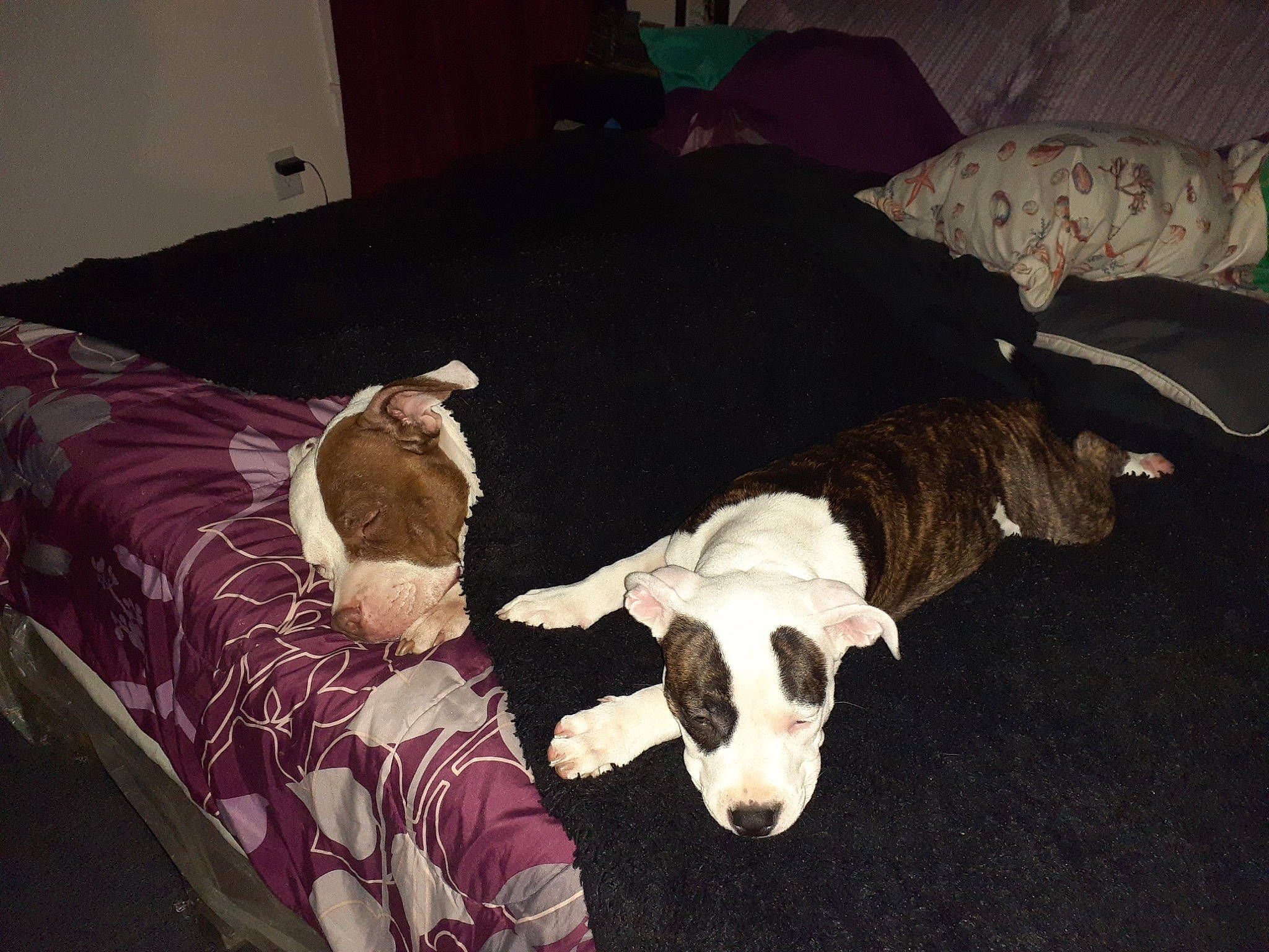 Miracle is registered to the contest to win money with this photo: canidae, carnivore, companion_dog, dog, dog_breed, fawn, non_sporting_group, sporting_group