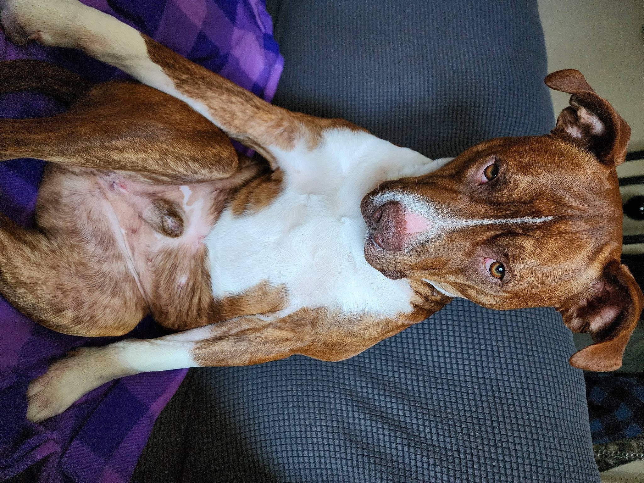 Zeus joined the competition — help win amazing prizes! canidae, carnivore, collar, comfort, companion_dog, dog, dog_breed, dog_collar, ear, fawn, fur, guard_dog, hound, liver, non_sporting_group, snout, sporting_group, whiskers, working_animal, working_dog