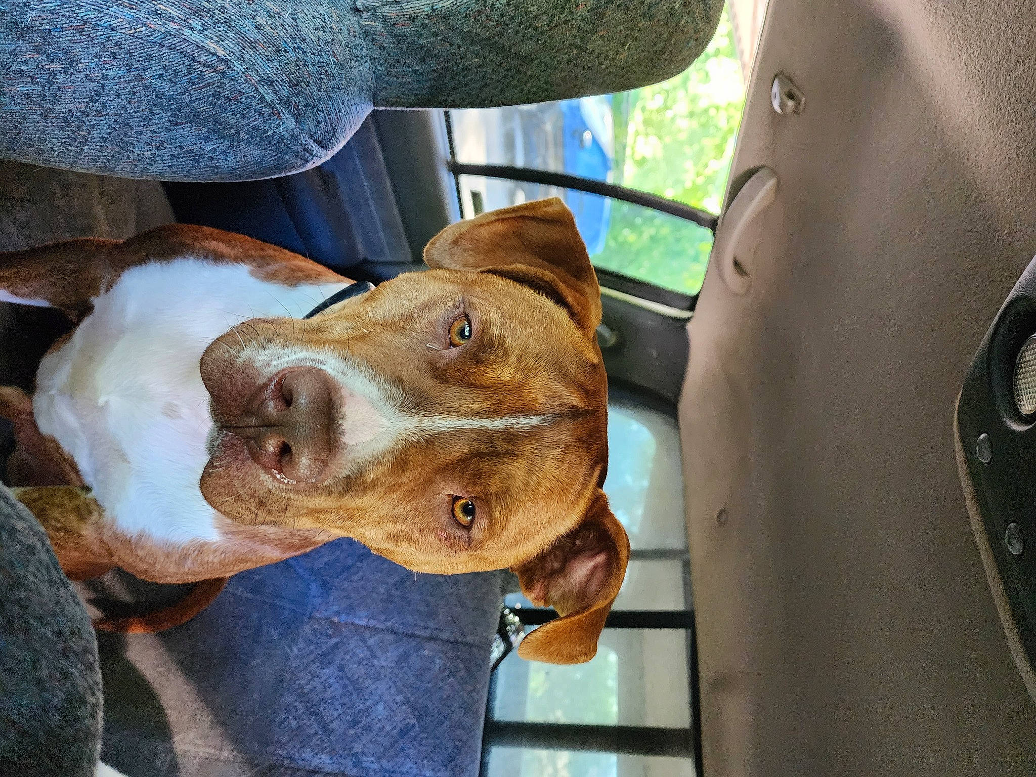 Zeus is registered to the contest to win money with this photo: auto_part, automotive_mirror, canidae, car, car_seat, carnivore, collar, companion_dog, dog, dog_breed, family_car, fawn, liver, motor_vehicle, scent_hound, sporting_group, vehicle, vehicle_door, windshield, working_animal