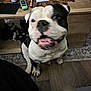dog, bulldog, black_and_white, tongue, teeth, paws, sitting, indoor, home, wooden_floor, rug, coffee_table, remote_control, blurry, motion_blur, close_up, pet, happy, furniture, floor_mat