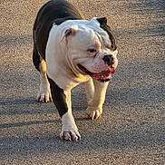 Tubby is registered to the contest to win money with this photo: dog, bulldog, pet, outdoor, walking, pavement, tongue_out, white_and_black, wrinkled_face, short_hair, sunlight, shadow, front_paws, close_up, portrait, happy, morning_light, stocky_body, leash_absent, canine