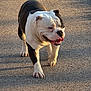 dog, bulldog, pet, outdoor, walking, pavement, tongue_out, white_and_black, wrinkled_face, short_hair, sunlight, shadow, front_paws, close_up, portrait, happy, morning_light, stocky_body, leash_absent, canine