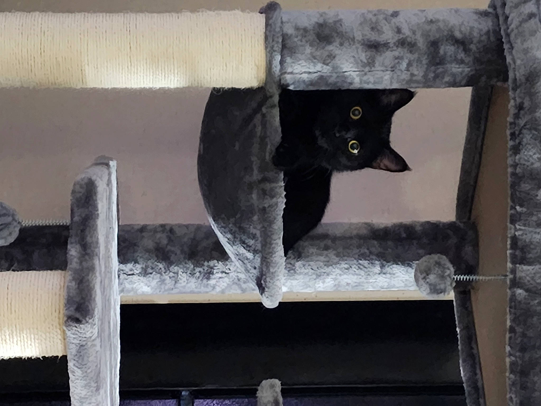 Midnight joined the competition — help win amazing prizes! art, black_cat, carnivore, cat, cat_supply, domestic_short_haired_cat, felidae, fur, grey, metal, rectangle, room, small_to_medium_sized_cats, snout, tail, tints_and_shades, whiskers, window, winter, wood