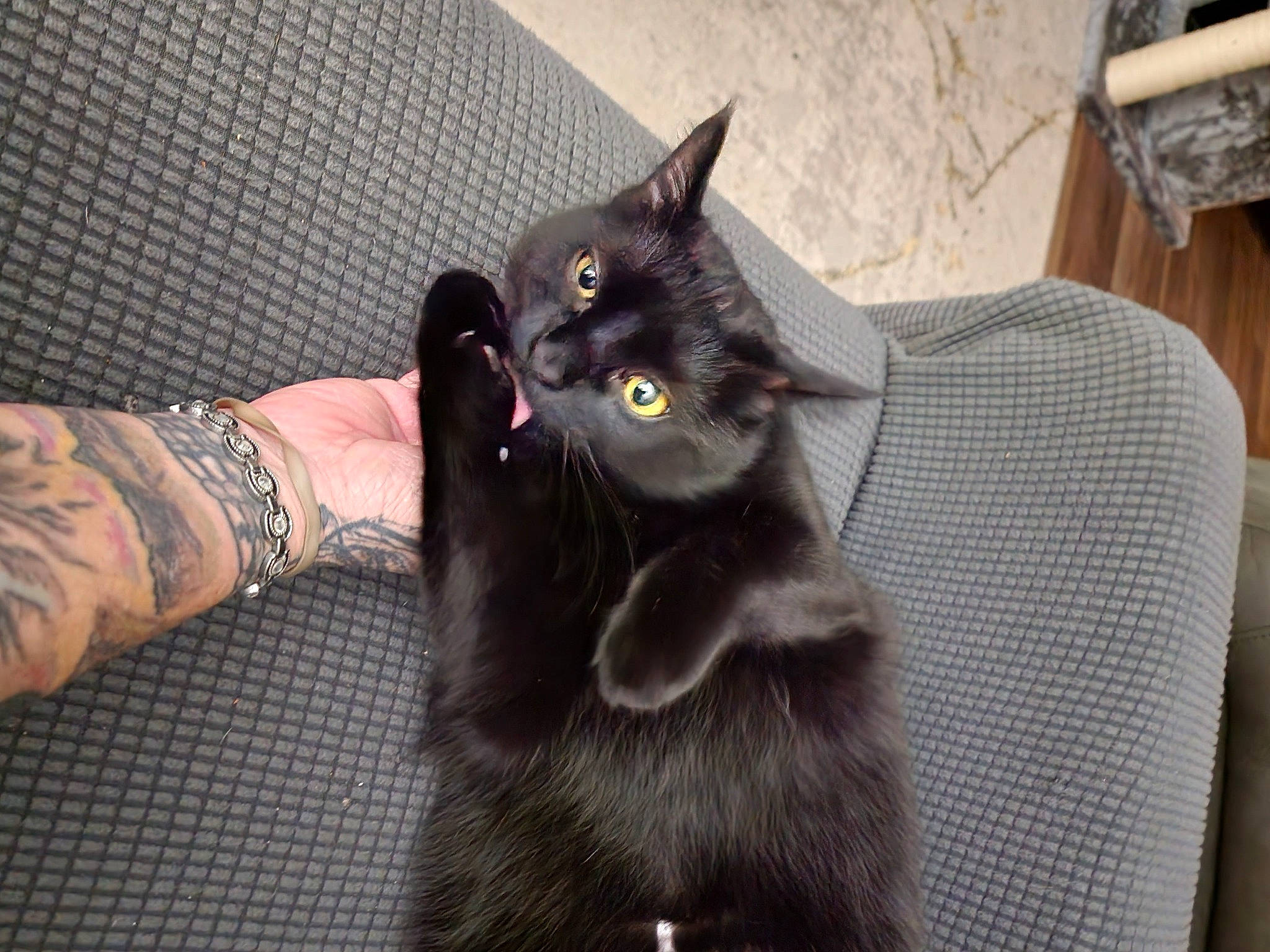 Midnight joined the competition — help win amazing prizes! black_cat, bombay, carnivore, cat, claw, comfort, domestic_short_haired_cat, felidae, fur, gesture, grey, human_leg, sitting, small_to_medium_sized_cats, snout, tail, temporary_tattoo, thigh, whiskers, wrist