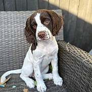 Luna is registered to the contest to win money with this photo: animal, brown_and_white, cute, dog, ears, expression, eyes, fur, nose, outdoor, pet, portrait, puppy, sitting, small_dog, sunlight, tilted_head, wooden_wall, woven_chair, young_dog