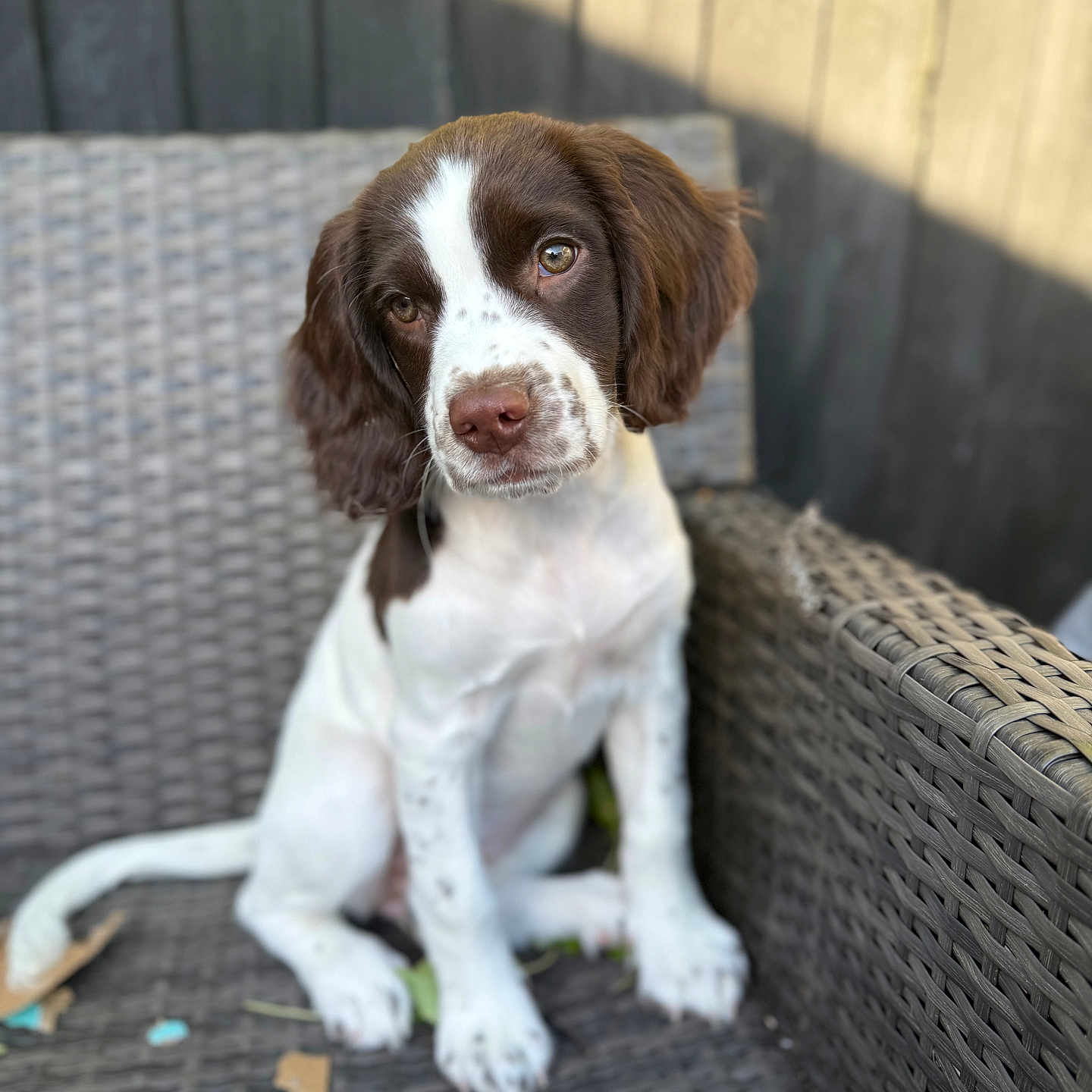 Luna