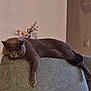 cat, gray_cat, feline, indoor, couch, furniture, flower, orchid, relaxed, sprawled, animal, pet, home, resting, green_couch, plant, wall, domestic, laying, lazy