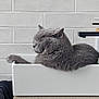 cat, gray_cat, sleeping, sink, bathroom, subway_tiles, wooden_cabinet, towel, woven_mat, indoor, pet, feline, resting, cozy, minimalist, fur, domestic_cat, relaxed, side_view, cute