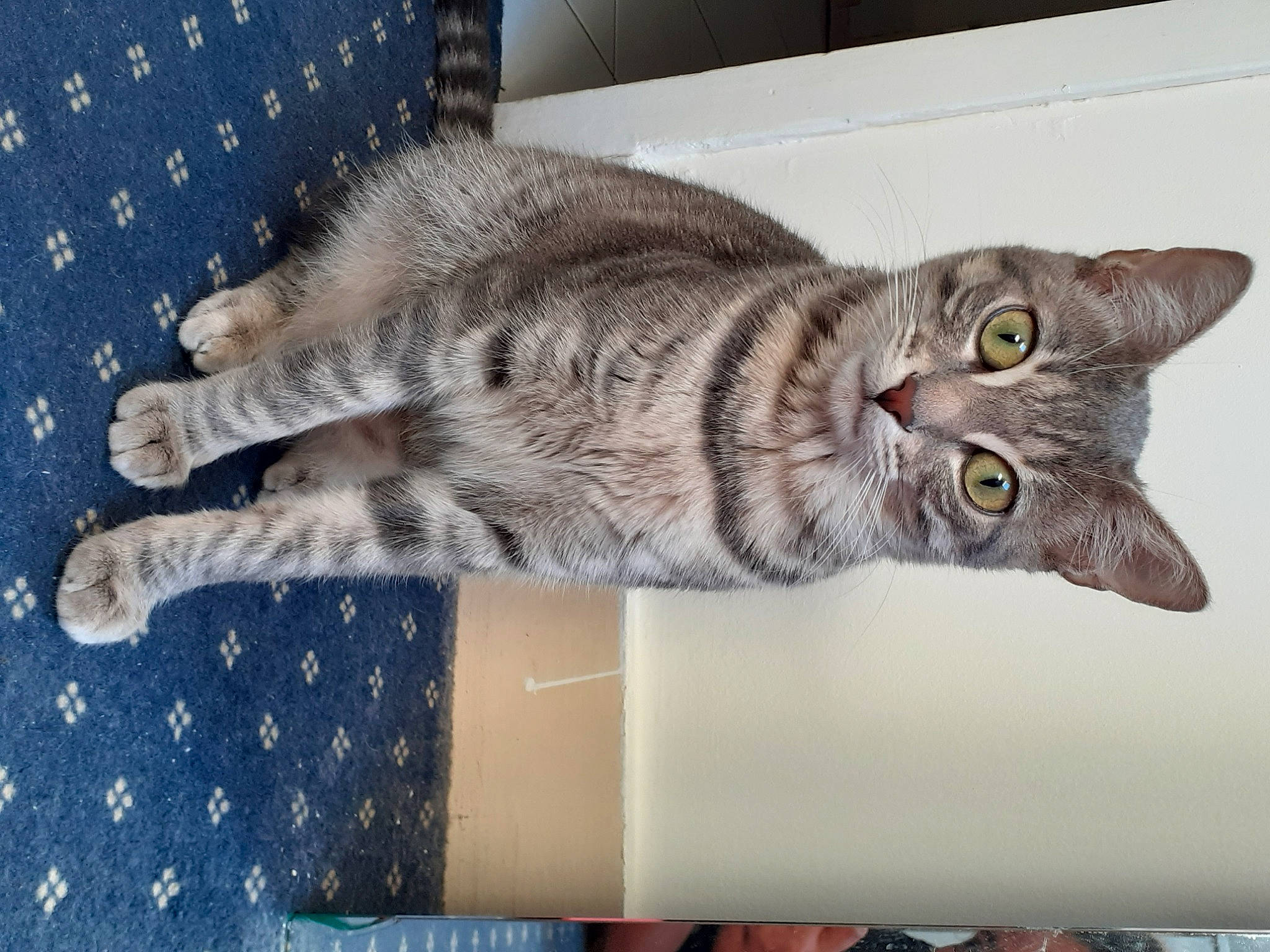 Artémis participe au concours pour gagner de l'argent avec cette photo : carnivore, cat, domestic_short_haired_cat, felidae, fur, grey, pattern, paw, rectangle, small_to_medium_sized_cats, snout, tail, whiskers