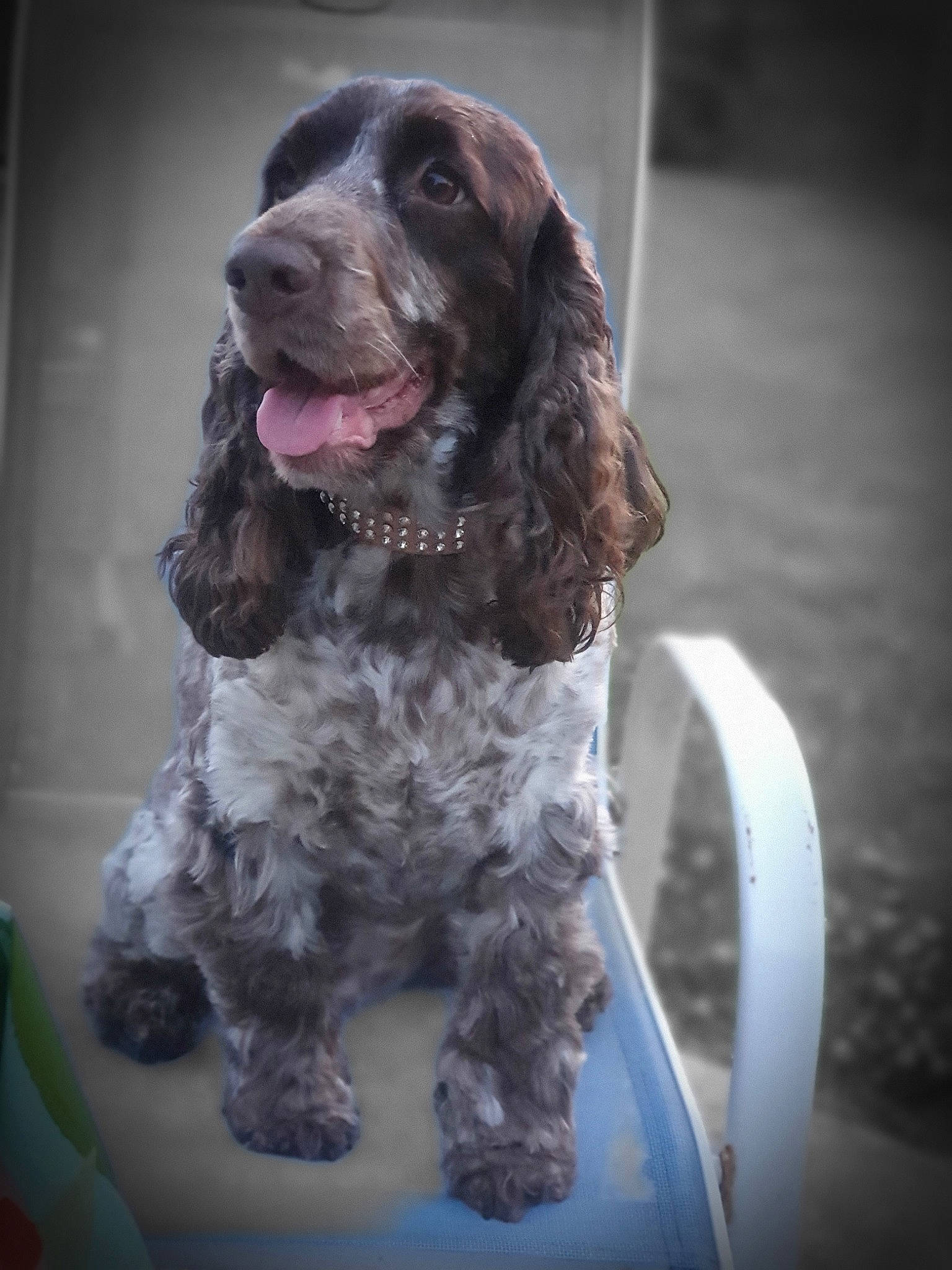 Lancôme participe au concours pour gagner de l'argent avec cette photo : american_cocker_spaniel, blue_picardy_spaniel, canidae, carnivore, cocker_spaniel, dog, dog_breed, english_cocker_spaniel, english_springer_spaniel, field_spaniel, french_spaniel, german_spaniel, mammal, picardy_spaniel, rare_breed_dog, russian_spaniel, spaniel, sporting_group, sussex_spaniel, vertebrate