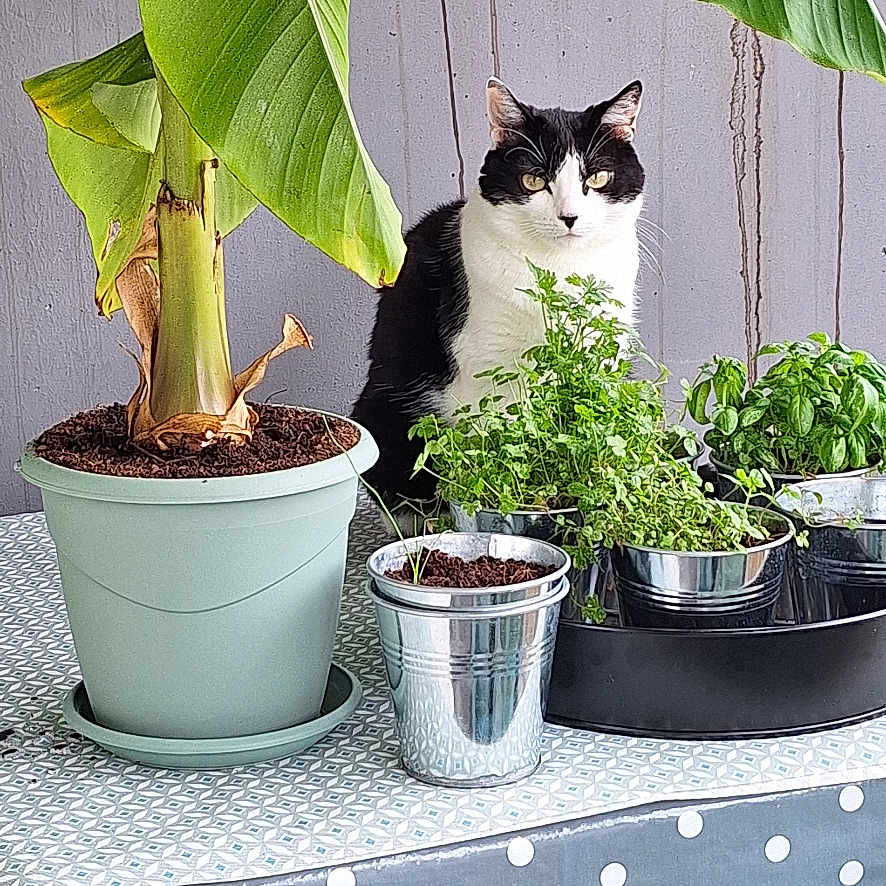 Oréo a rejoint le concours — aidez-le/la à gagner de superbes lots ! cat, plant, potted_plant, table, tablecloth, polka_dot, leaf, greenery, indoor, pet, black_and_white_cat, herbs, pot, metal_pot, wooden_table, furniture, animal, domestic_animal, sitting, nature