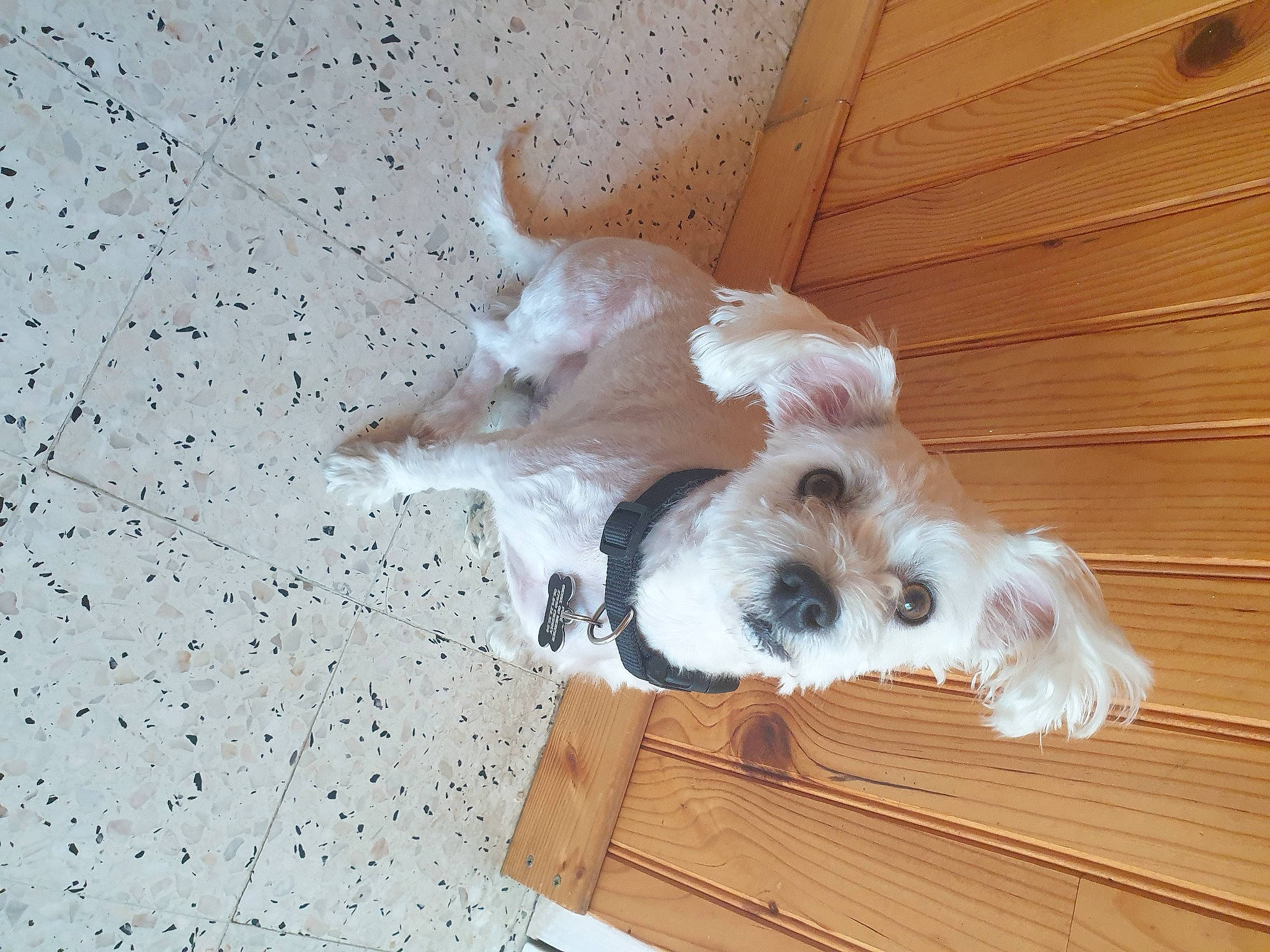 Malibu a rejoint le concours — aidez-le/la à gagner de superbes lots ! canidae, carnivore, companion_dog, dog, dog_breed, fawn, grand_basset_griffon_vendeen, havanese, petit_basset_griffon_vendeen, puppy, schnauzer, shih_tzu, sporting_group, sporting_lucas_terrier, toy_dog