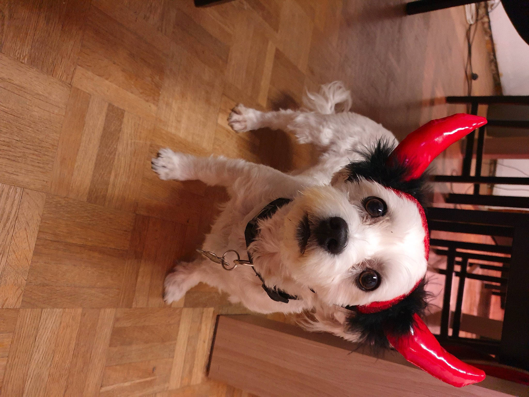 Malibu a rejoint le concours — aidez-le/la à gagner de superbes lots ! canidae, carnivore, companion_dog, dog, dog_breed, fawn, mammal, non_sporting_group, puppy, snout, sporting_group