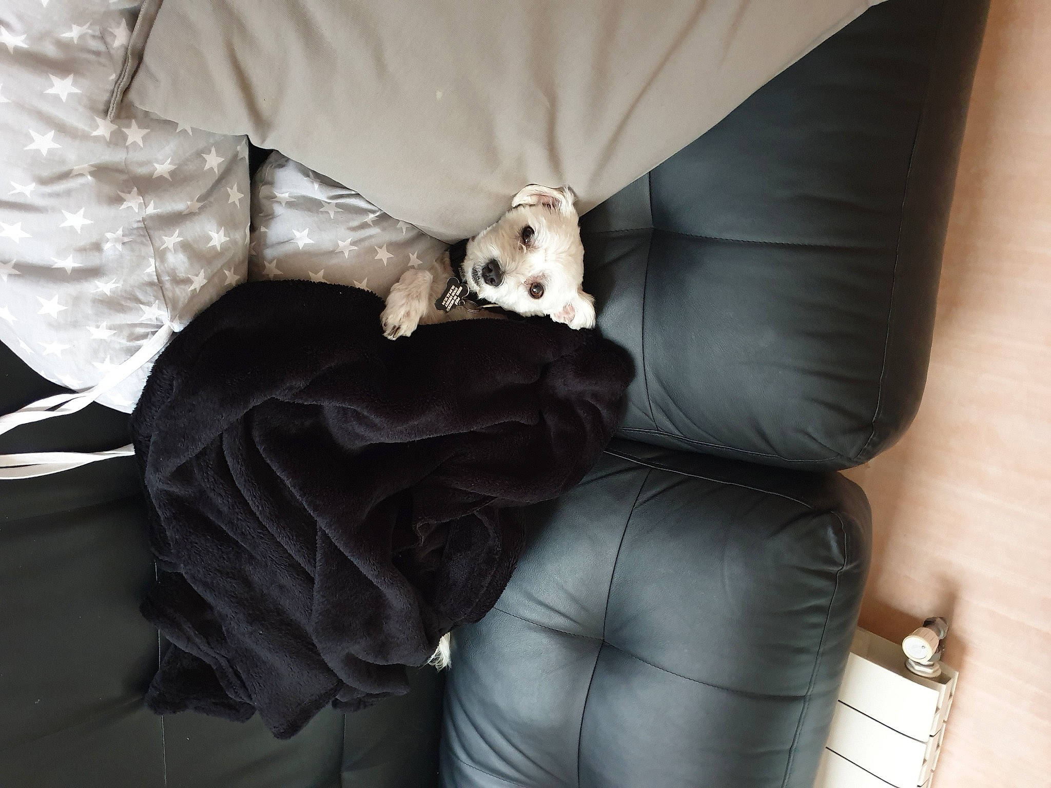 Malibu participe au concours pour gagner de l'argent avec cette photo : canidae, carnivore, comfort, companion_dog, dog, furniture, lurcher, toy_dog, whippet