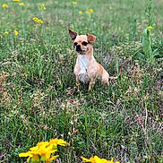 Penny joined the competition — help win amazing prizes! dog, chihuahua, small_dog, sitting, field, meadow, wildflowers, yellow_flowers, grass, nature, outdoors, portrait, bokeh, shallow_depth_of_field, animal_face, ears, alert, cute, single_subject, spring