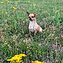 dog, chihuahua, small_dog, sitting, field, meadow, wildflowers, yellow_flowers, grass, nature, outdoors, portrait, bokeh, shallow_depth_of_field, animal_face, ears, alert, cute, single_subject, spring