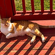 Rocky joined the competition — help win amazing prizes! cat, orange_cat, white_cat, sunlight, porch, wooden_floor, shadows, relaxing, pet, animal, feline, outdoor, sunny, resting, striped_shadows, red_paint, summer, nature, sleeping_cat, peaceful