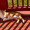 cat, orange_cat, white_cat, sunlight, porch, wooden_floor, shadows, relaxing, pet, animal, feline, outdoor, sunny, resting, striped_shadows, red_paint, summer, nature, sleeping_cat, peaceful