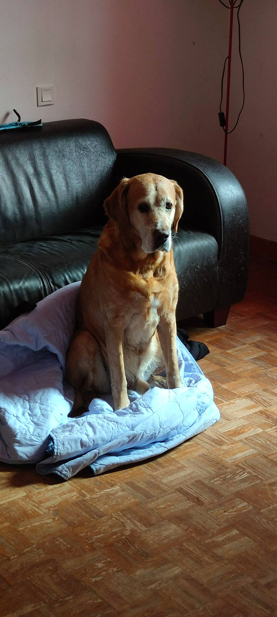 Gyzmo a rejoint le concours — aidez-le/la à gagner de superbes lots ! canidae, carnivore, collar, comfort, companion_dog, couch, dog, dog_breed, dog_collar, dog_supply, fawn, flooring, gun_dog, hardwood, paw, pet_supply, snout, sporting_group, whiskers, working_animal