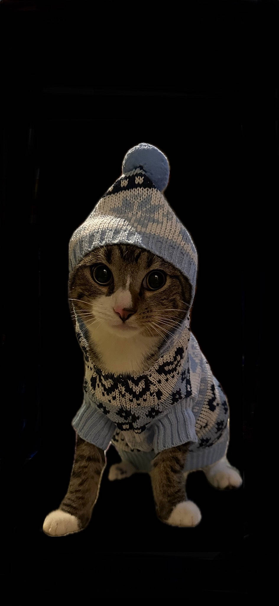 Stanlee joined the competition — help win amazing prizes! beanie, cap, carnivore, cat, domestic_short_haired_cat, fashion_accessory, fawn, felidae, fur, headgear, knit_cap, owl, sleeve, small_to_medium_sized_cats, snout, tail, toy, whiskers, wildlife, winter