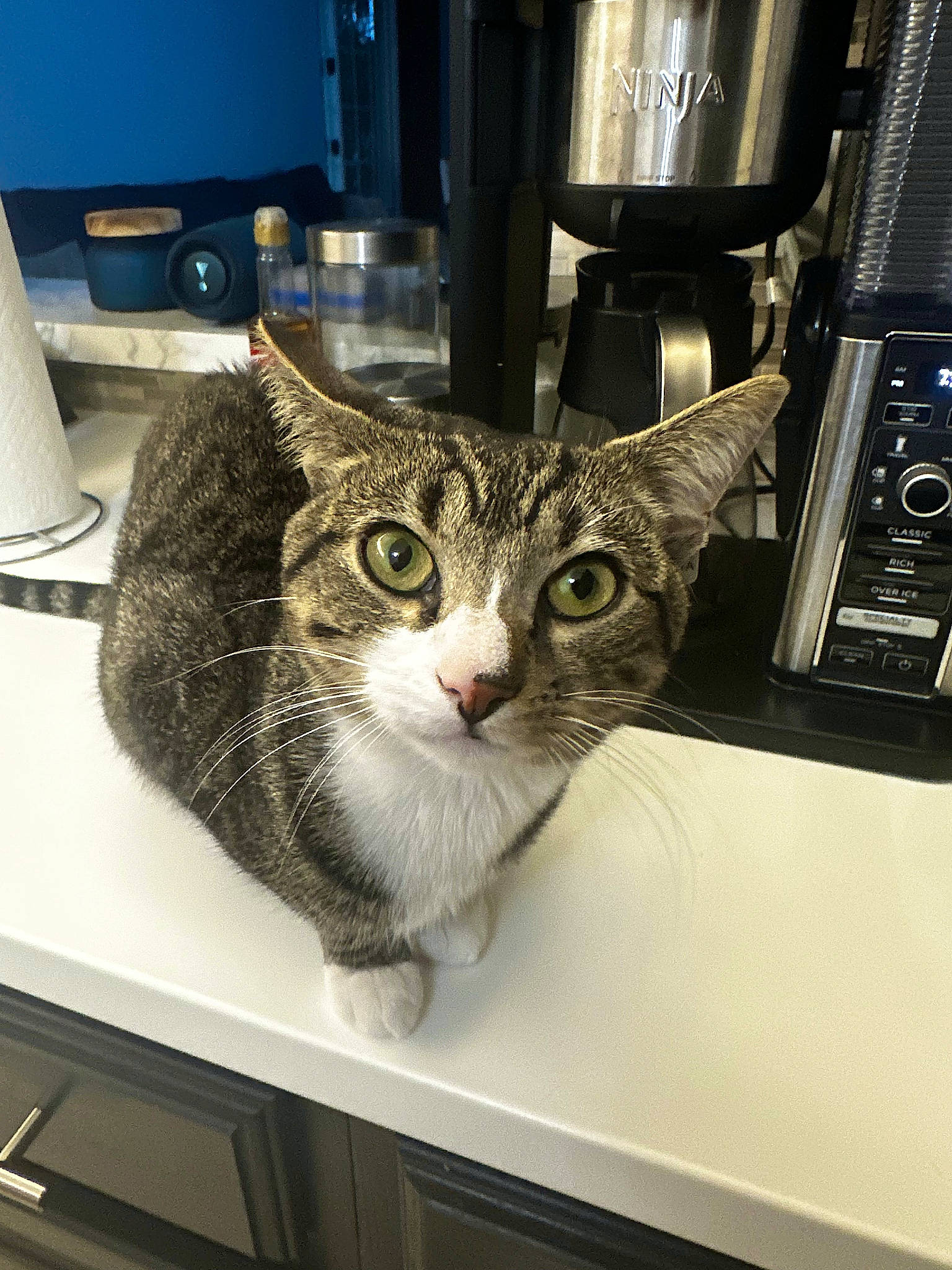 Stanlee joined the competition — help win amazing prizes! audio_equipment, box, carnivore, cat, computer_keyboard, computer_monitor, desk, display_device, domestic_short_haired_cat, felidae, fur, machine, metal, paper_towel, paw, peripheral, small_to_medium_sized_cats, table, whiskers, window