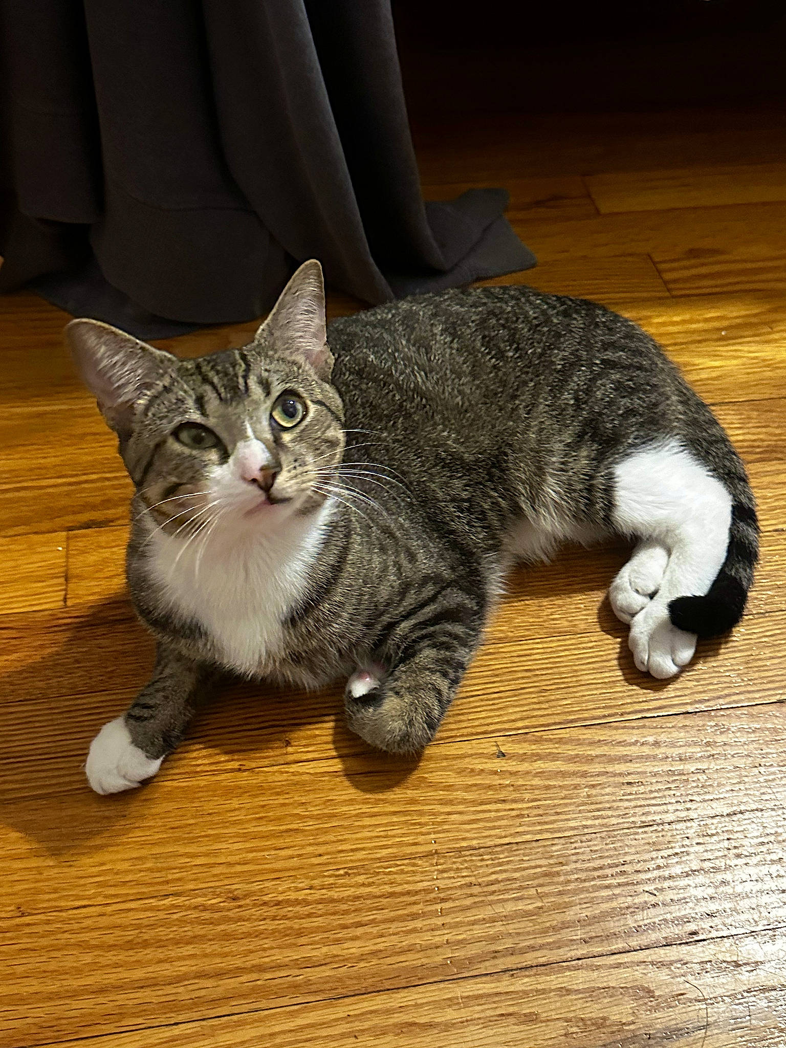 Stanlee is registered to the contest to win money with this photo: carnivore, cat, chair, claw, comfort, domestic_short_haired_cat, felidae, flooring, fur, grey, hardwood, mammal, paw, sitting, small_to_medium_sized_cats, snout, tail, whiskers, wood