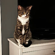 Stanlee joined the competition — help win amazing prizes! cat, tabby_cat, white_paws, white_chest, sitting, feline, pet, indoor, cabinet, furniture, television, gray_wall, curious, domestic_animal, animal, portrait, whiskers, ears, tail, looking