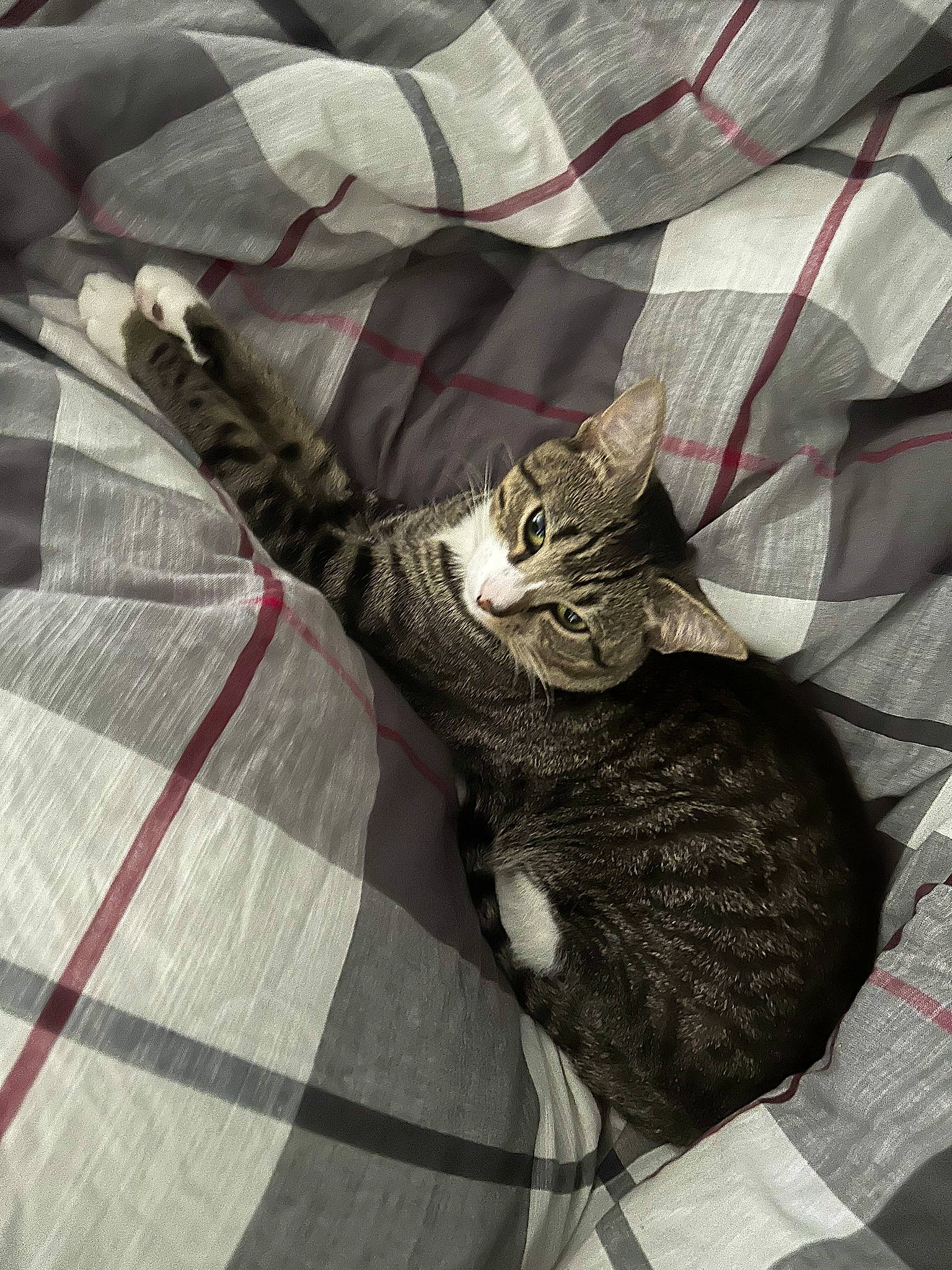 Stanlee is registered to the contest to win money with this photo: carmine, carnivore, cat, comfort, domestic_short_haired_cat, fashion_accessory, felidae, fur, grey, linens, pattern, plaid, sleeve, small_to_medium_sized_cats, t_shirt, tail, tartan, textile, vertebrate, whiskers