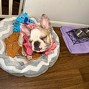 Marilyn is registered to the contest to win money with this photo: french_bulldog, puppy, dog, pet_bed, plush_toy, pink_clothing, sleepy, wooden_floor, food_bowls, purple_mat, indoor, pet, cozy, animal, resting, cute, small_dog, blanket, home, relaxed