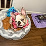 french_bulldog, puppy, dog, pet_bed, plush_toy, pink_clothing, sleepy, wooden_floor, food_bowls, purple_mat, indoor, pet, cozy, animal, resting, cute, small_dog, blanket, home, relaxed