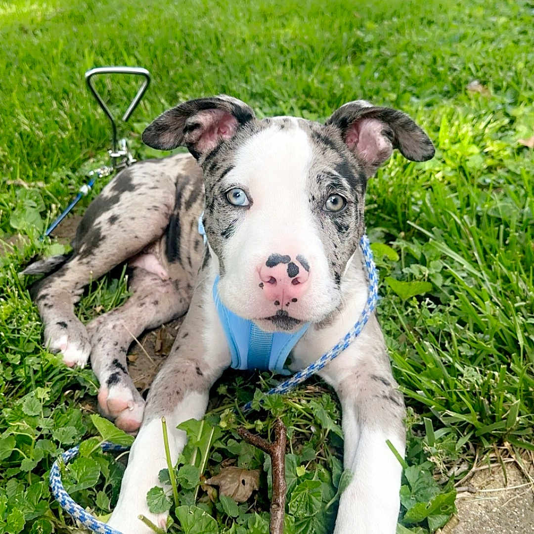 Blaze joined the competition — help win amazing prizes! animal, ball, bulldog, canine, dog, grass, green, herbal, herbs, lawn, leaf, nature, outdoors, pet, plant, puppy, sport, tennis, tennisball, yard