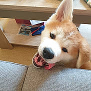 Sumo participe au concours pour gagner de l'argent avec cette photo : akita, akita_inu, alaskan_malamute, canidae, canis, cardigan_welsh_corgi, carnivore, dog, dog_breed, eye, mammal, nose, pembroke_welsh_corgi, puppy, rare_breed_dog, sakhalin_husky, siberian_husky, vertebrate, welsh_corgi, working_dog