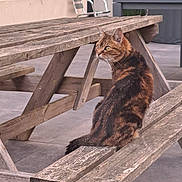Coccinelle participe au concours pour gagner de l'argent avec cette photo : animal, bench, cat, curious, daylight, feline, green_eyes, metal_chair, outdoor, pet, picnic_table, plant, quiet, rustic, side_view, sitting, tabby_cat, tile_floor, wood, wooden_bench