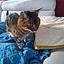 Coccinelle a rejoint le concours — aidez-le/la à gagner de superbes lots ! animal, blanket, cat, comfort, couch, cozy, curious, domestic, fur, furniture, home, indoor, living_room, mammal, pet, pillow, relaxation, soft, tabby, whiskers
