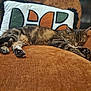 Coccinelle participe au concours pour gagner de l'argent avec cette photo : animal, armchair, brown, cat, comfort, cozy, cushion, decor, fur, furniture, indoor, orange, paw, pet, relaxed, resting, sleeping, soft, tabby, whiskers