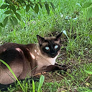 Naseeb joined the competition — help win amazing prizes! cat, siamese_cat, blue_eyes, animal, pet, fur, whiskers, pointed_ears, outdoor, garden, grass, leaves, vegetation, nature, lying_down, relaxed, portrait, sunlight, brown_fur, black_face