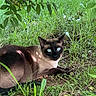 cat, siamese_cat, blue_eyes, animal, pet, fur, whiskers, pointed_ears, outdoor, garden, grass, leaves, vegetation, nature, lying_down, relaxed, portrait, sunlight, brown_fur, black_face