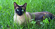 Naseeb joined the competition — help win amazing prizes! cat, siamese_cat, animal, pet, feline, blue_eyes, grass, meadow, outdoor, garden, greenery, clover, flower, lying_down, portrait, close_up, fur, whiskers, pointed_ears, nature