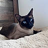 cat, siamese_cat, blue_eyes, pet, feline, animal, portrait, close_up, lounging, lying_down, blanket, bed, indoor, bedroom, fluffy, whiskers, pointed_ears, dark_face, brown_fur, cozy